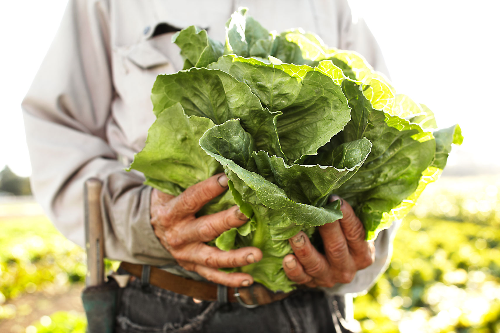 Veritable Vegetable lettuce in hand